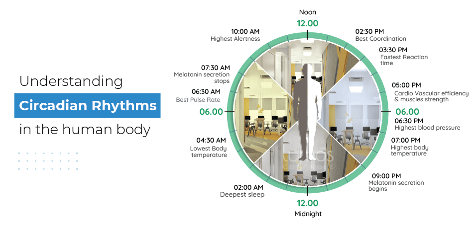 Circadian Rhythm 